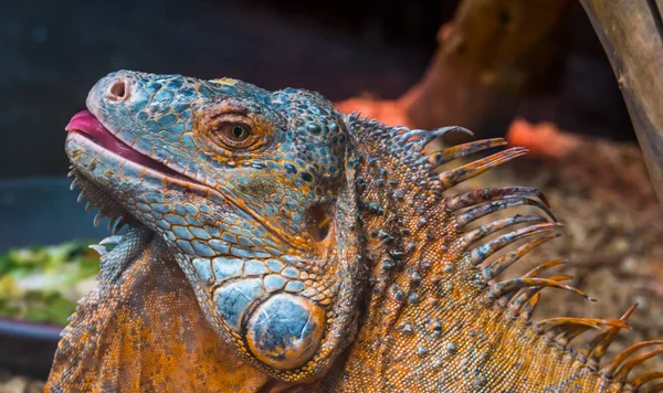 아메리카 이구아나 내밀어 파충류 도마뱀 인기있는 이색적 — 스톡 사진