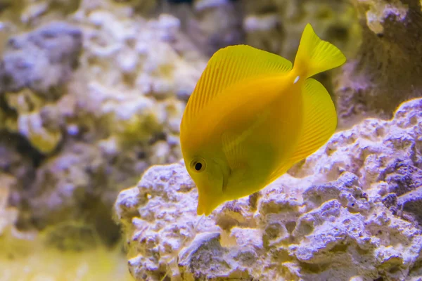 Ritratto Pesce Codolo Giallo Pesce Popolare Acquacoltura Specie Pesce Tropicale — Foto Stock