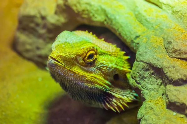 一种长胡子的龙蜥蜴的脸 它藏在岩石下 热带爬行动物的物种下 在鲱鱼养殖中很受欢迎 — 图库照片