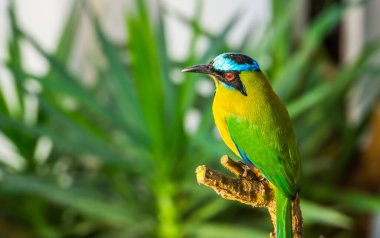 closeup portrait of an amazonian motmot, colorful tropical bird specie from South America clipart