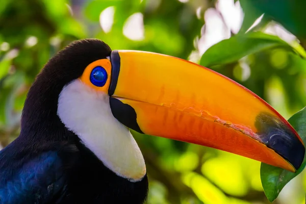 Portré Egy Toco Toucan Arcát Közelkép Gyönyörű Trópusi Madárfaj Amerikából — Stock Fotó