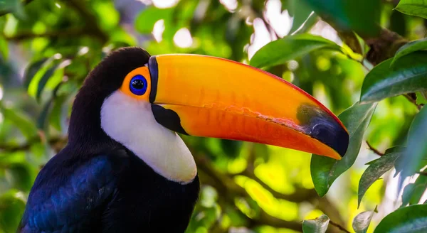Közelkép Portré Arc Egy Toco Toucan Trópusi Madárfaj Amerikából — Stock Fotó