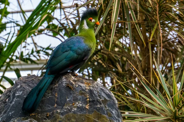 Portré Egy Fehér Arcú Turaco Egy Sziklán Színes Trópusi Madárfaj — Stock Fotó