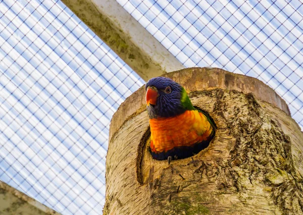 Närbild Regnbåge Lorikeet Tittar Sin Fågelholk Färgglada Tropiska Fågelarter Från — Stockfoto