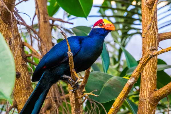 Gyönyörű Közelkép Portré Egy Lila Turaco Népszerű Egzotikus Madárfaj Afrikából — Stock Fotó