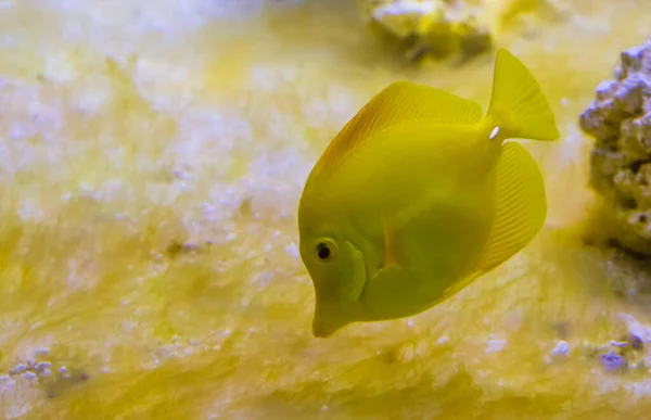 Close Retrato Peixe Tang Amarelo Dos Peixes Mais Populares Aquicultura — Fotografia de Stock