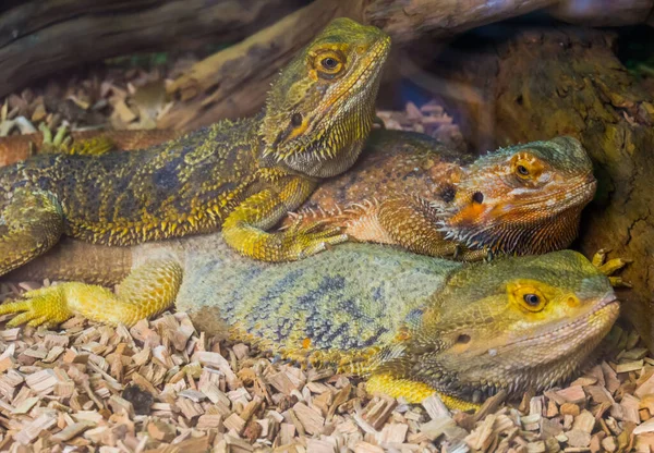 수염용 도마뱀 파충류 문화에서 인기있는 수족관 — 스톡 사진