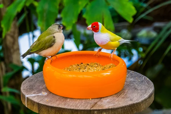 closeup of a gouldian finch couple eating seeds from a bowl, colorful tropical bird specie from Australia
