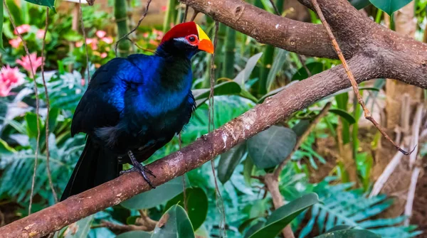 Zbliżenie Fioletowego Turaco Siedzącego Drzewie Popularny Egzotyczny Gatunek Ptaków Afryki — Zdjęcie stockowe