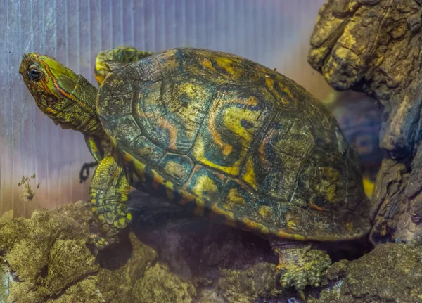 Hermoso Retrato Una Tortuga Madera Pintada Especie Reptil Tropical Costa — Foto de Stock