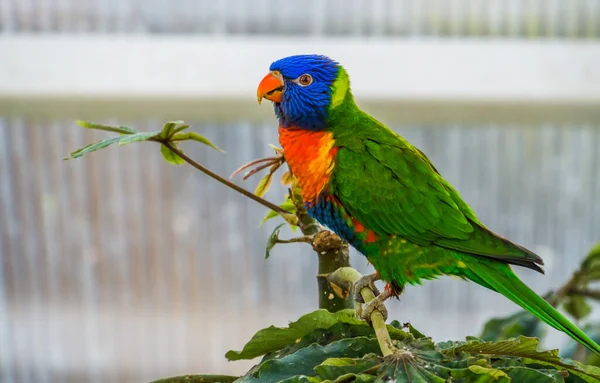 Avustralya Dan Renkli Bir Tropikal Kuş Türü Olan Ağaçtaki Gökkuşağı — Stok fotoğraf