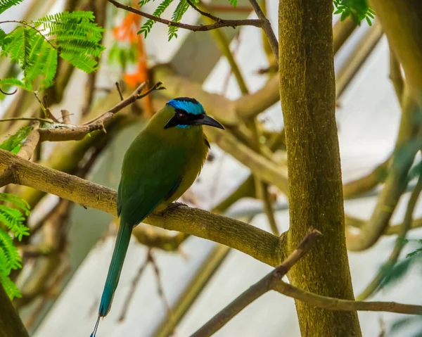 Close Azul Coroado Motmot Sentado Ramo Árvore Espécie Pássaro Tropical — Fotografia de Stock