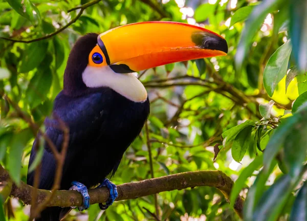 Piękny Portret Toco Tukan Siedzi Drzewie Tropikalny Gatunek Ptaków Ameryki — Zdjęcie stockowe