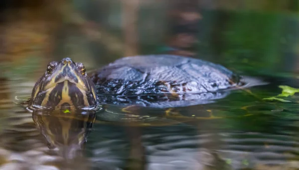 Primer Plano Una Tortuga Corredera Cumberland Nadando Agua Mirando Cámara —  Fotos de Stock