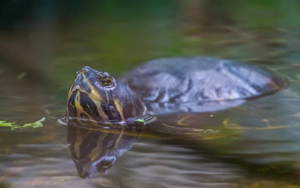 Mooie Close Van Een Komkommer Slider Schildpad Zwemmen Het Water — Stockfoto