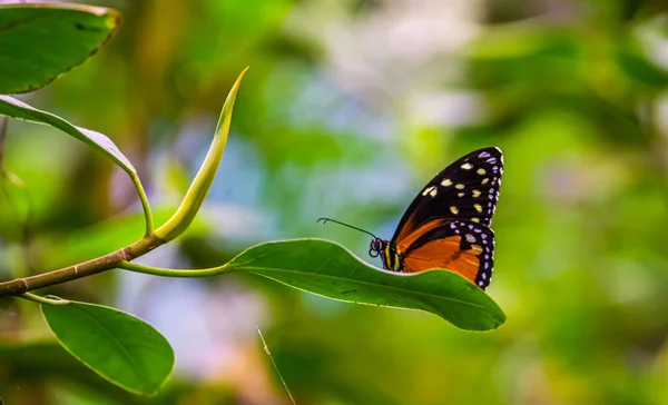 Macro Primo Piano Una Farfalla Tigre Longwing Una Foglia Verde — Foto Stock