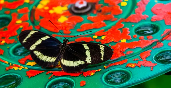 チャイドソンの蝶のマクロ クローズアップコスタリカの熱帯昆虫種アメリカ — ストック写真