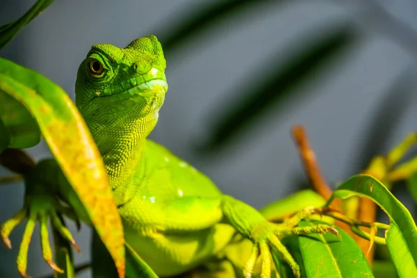 緑の配管されたバジリスクのクローズアップ肖像アメリカの熱帯爬虫類 — ストック写真