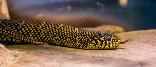 stock image eastern king snake crawling over the ground in closeup, tropical reptile specie from America