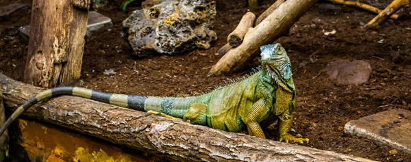 카메라를 아메리카 이구아나의 출신의 인기있는 파충류 — 스톡 사진