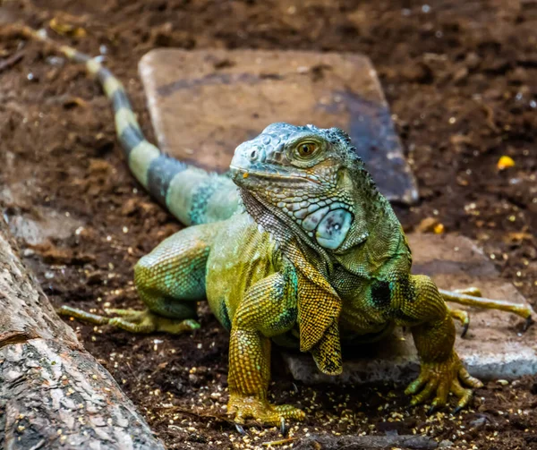 Schöne Nahaufnahme Porträt Eines Grünen Amerikanischen Leguans Populäre Tropische Eidechse — Stockfoto