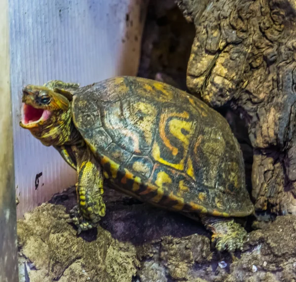 Lustige Großaufnahme Einer Bemalten Waldschildkröte Die Ihr Maul Öffnet Tropisches — Stockfoto