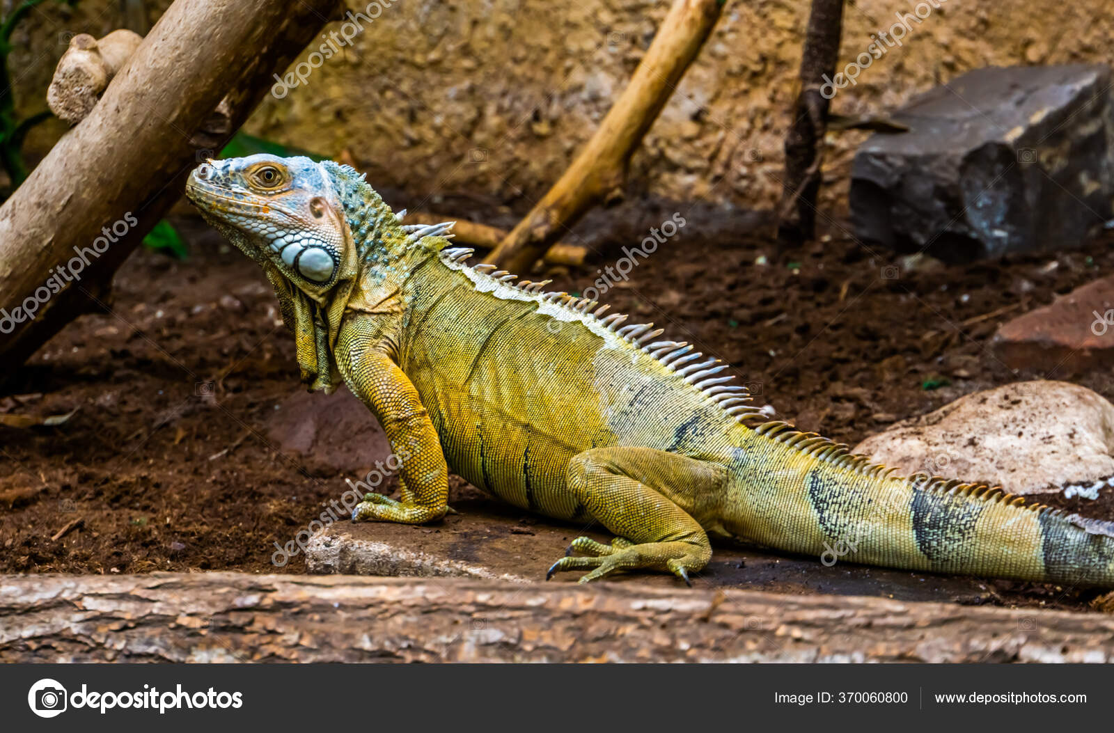 Tropical reptile hotsell