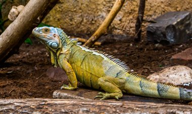 closeup portrait of a green american iguana, popular tropical reptile specie from America clipart