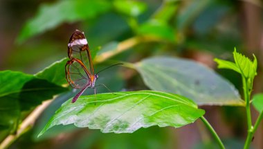 Güney Amerika 'dan güzel bir cam kelebek, makro yakın plan, tropikal böcek türü