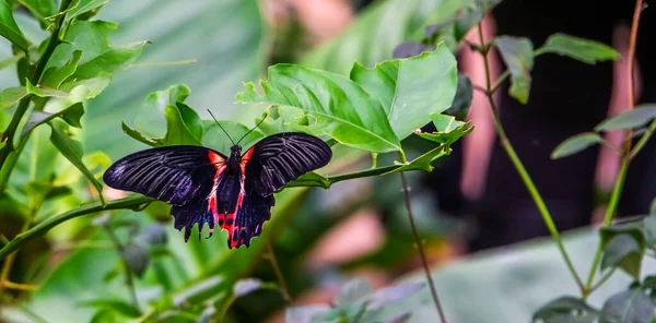 Closeup Red Scarlet Butterfly Sitting Leaf Tropical Insect Specie Asia — Stock Photo, Image