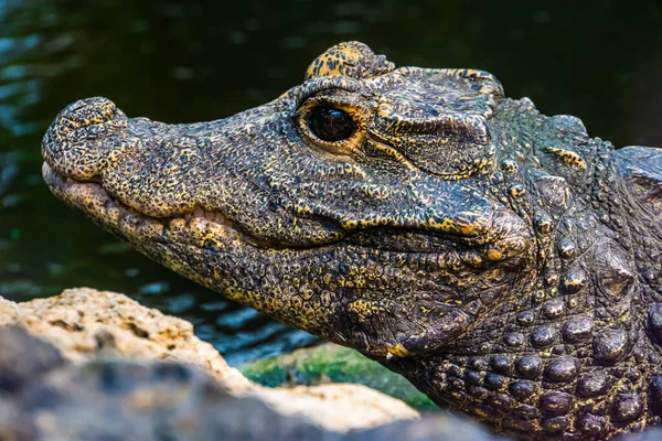 Visage Crocodile Nain Africain Gros Plan Espèce Reptile Tropical Vulnérable — Photo