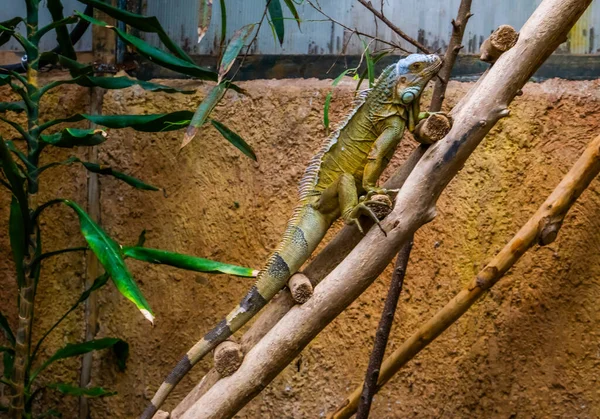 緑のアメリカのイグアナ アメリカの人気の熱帯爬虫類 — ストック写真