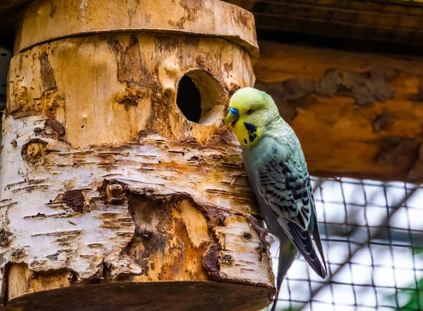 Kuşevinde Sarı Muhabbet Kuşunun Yakın Plan Portresi Avustralya Dan Tropikal — Stok fotoğraf
