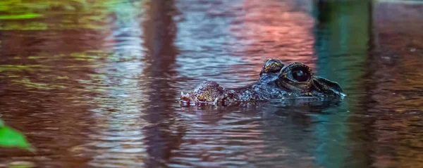 Огорожа Обличчя Африканського Карлика Крокодила Воді Тропічні Вразливі Плазуни Африки — стокове фото