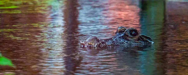 Closeup Face African Dwarf Crocodile Water Tropical Vulnerable Reptile Specie — Stock Photo, Image