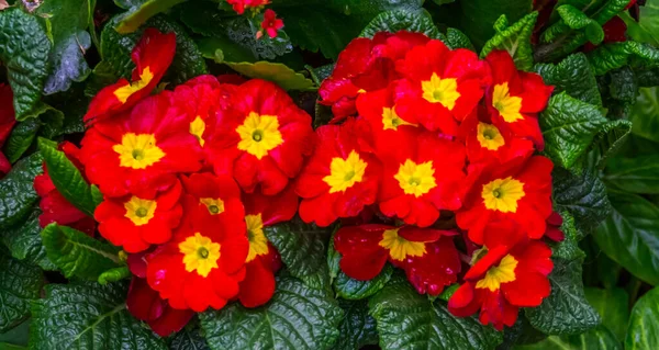 Piękne Czerwone Żółte Kwiaty Primula Popularne Tropikalne Gatunki Roślin Ozdobnych — Zdjęcie stockowe