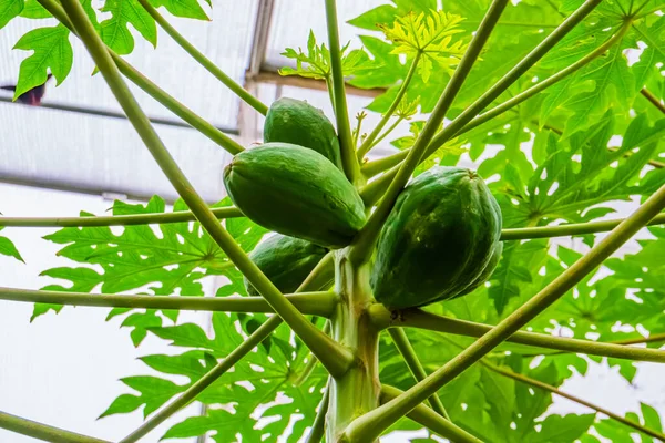 Closeup Papayas Growing Papaya Plant Tropical Fruiting Plant Specie America — Stock Photo, Image