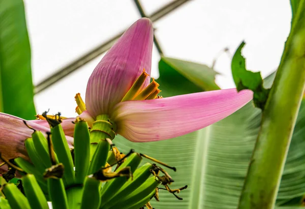 Flor Uma Planta Banana Close Espécie Planta Tropical Austrália — Fotografia de Stock