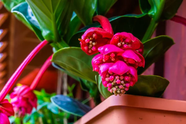 Macro Gros Plan Des Fleurs Raisin Rose Espèce Plante Tropicale — Photo