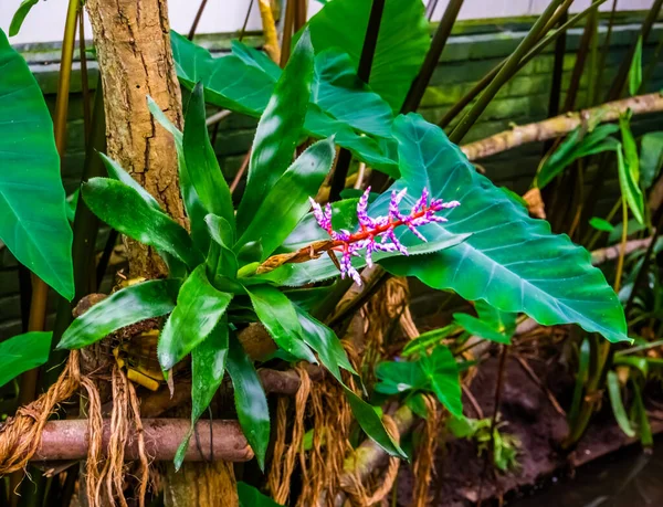 Belo Close Uma Planta Tango Azul Aechmea Jardim Tropical Cultivar — Fotografia de Stock