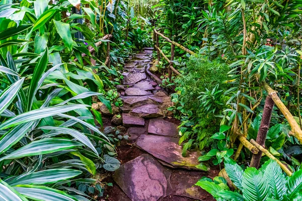 Krásná Kamenná Stezka Tekoucí Vodou Tropické Zahradě Moderní Přírodní Architektura — Stock fotografie