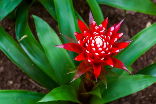 Close Flor Uma Planta Bromelia Guzmania Magnifica Espécie Planta Tropical — Fotografia de Stock