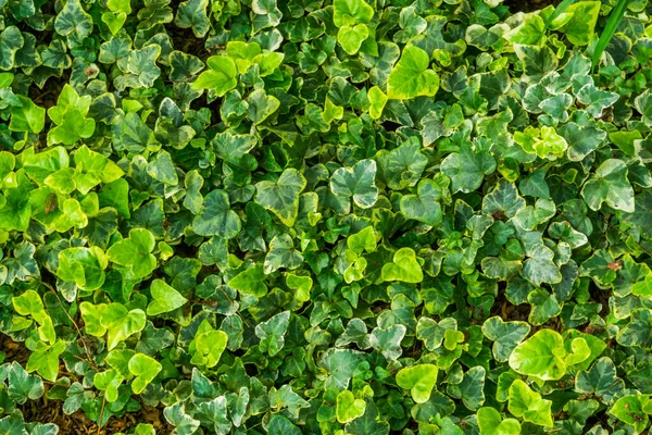 Las Hojas Una Planta Hiedra Amarilla Abigarrada Primer Plano Especie Imagen De Stock