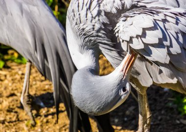 closeup of a blue paradise crane preening its feathers, Vulnerable bird specie from Africa clipart