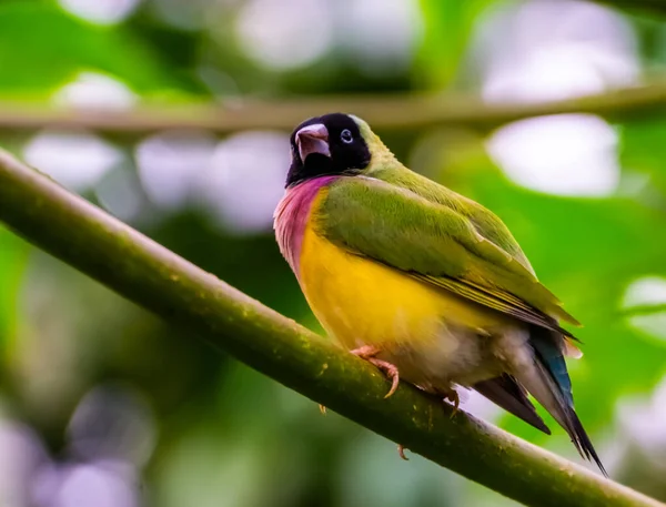 Close Van Een Zwarthoofdige Gouldiaanse Vink Kleurrijke Tropische Vogelsoort Uit — Stockfoto