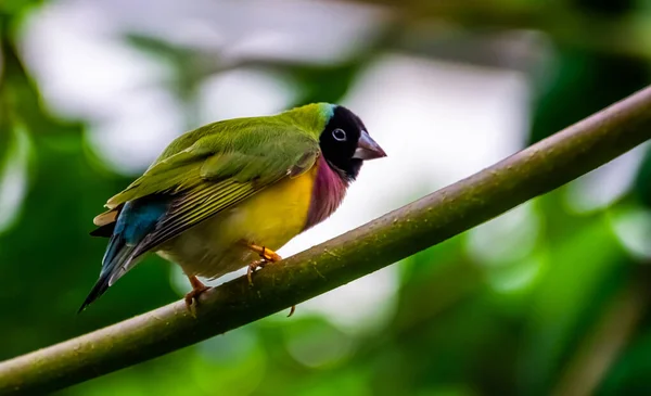 Mooi Close Portret Van Een Zwarte Gouldiaanse Vink Kleurrijke Tropische — Stockfoto