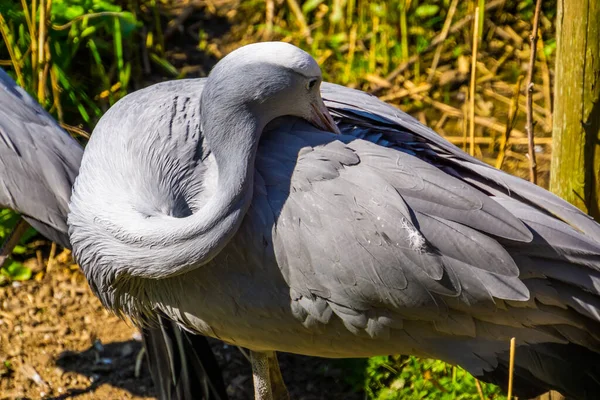 Blauer Paradieskranich Der Seine Federn Großaufnahme Ausbreitet Gefährdete Vogelart Aus — Stockfoto