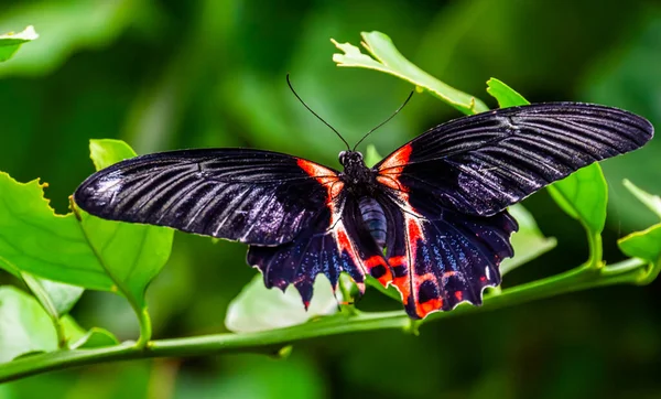 Hermoso Macro Primer Plano Una Mariposa Escarlata Roja Especie Insecto —  Fotos de Stock