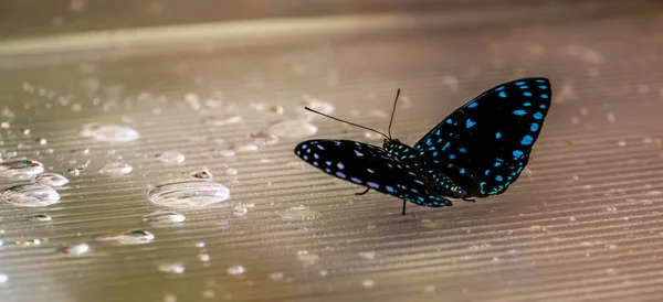 Gyönyörű Makró Közelkép Egy Kék Foltos Fekete Pillangó Trópusi Rovar — Stock Fotó