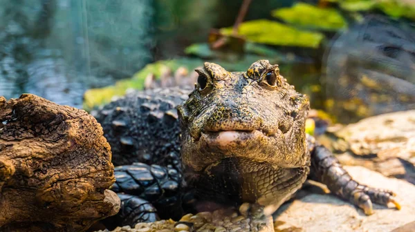 Elülső Közelkép Egy Afrikai Törpe Krokodil Közelkép Trópusi Veszélyeztetett Hüllő — Stock Fotó
